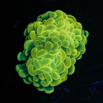 Golden Branching Hammer - riptide aquaculture llc