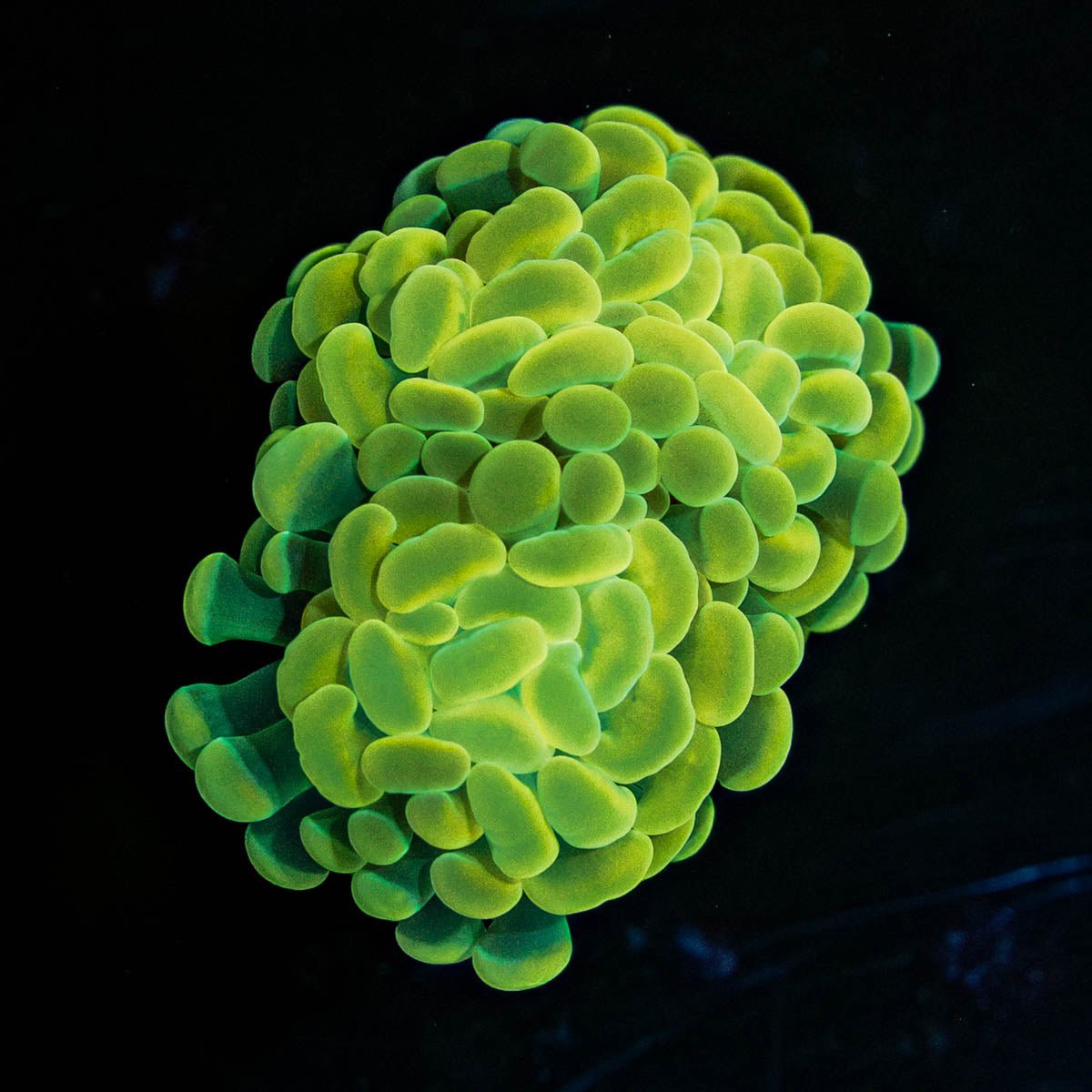 Golden Branching Hammer - riptide aquaculture llc