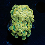 Golden Branching Hammer - riptide aquaculture llc