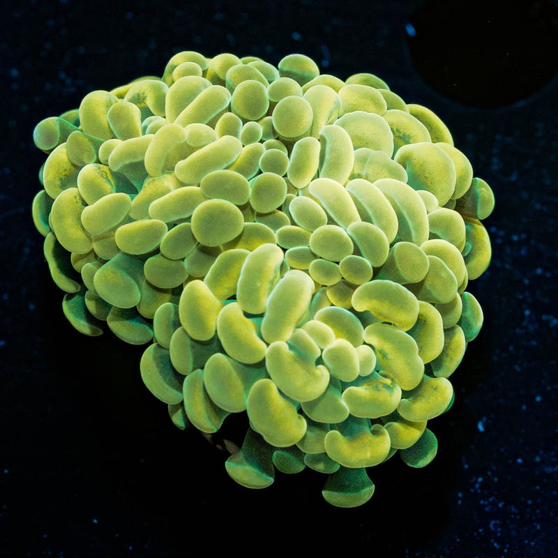 Golden Branching Hammer