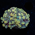 Golden Branching Hammer - riptide aquaculture llc