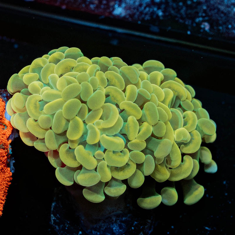 Golden Branching Hammer