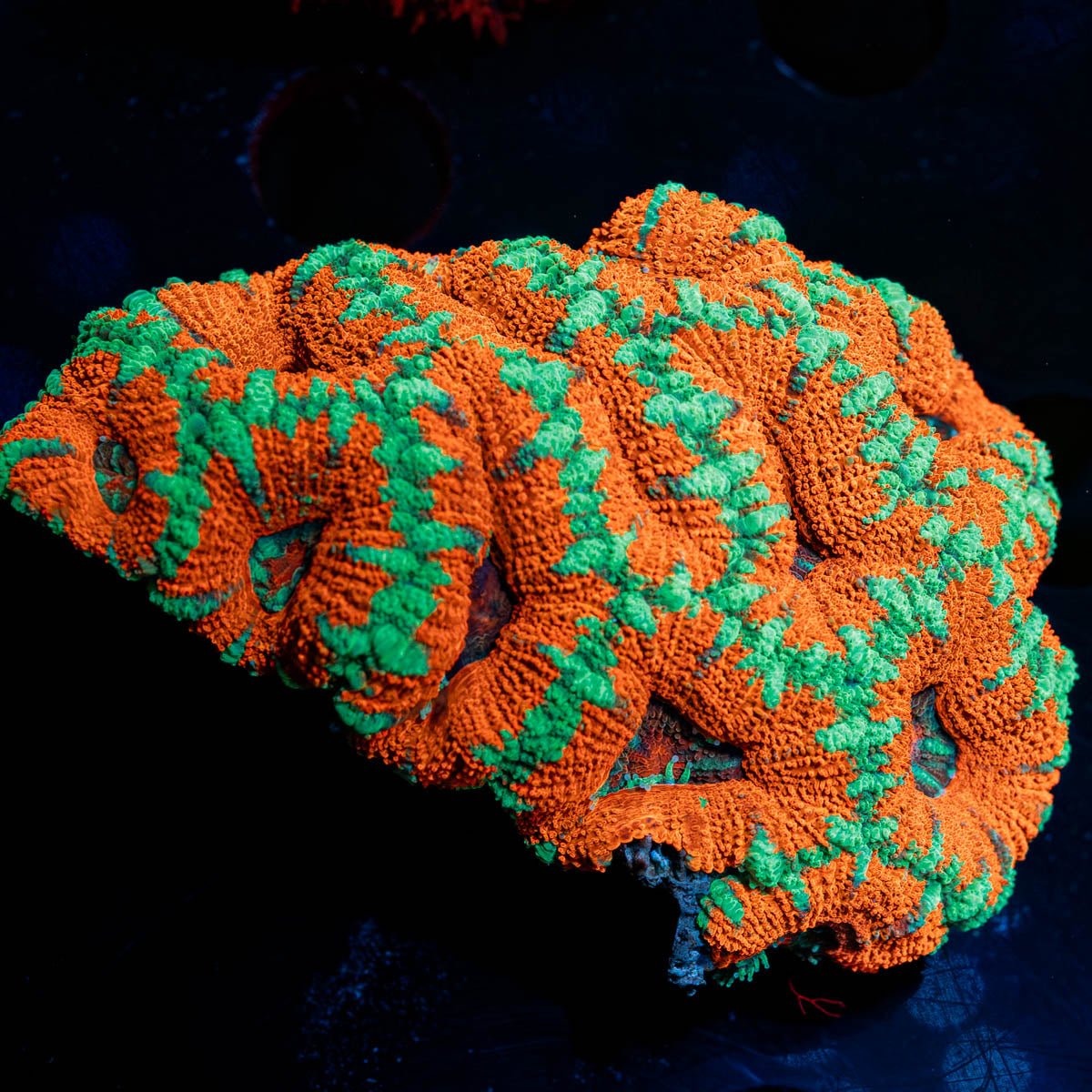 West Aussie Micromussa Mini Colony - riptide aquaculture llc