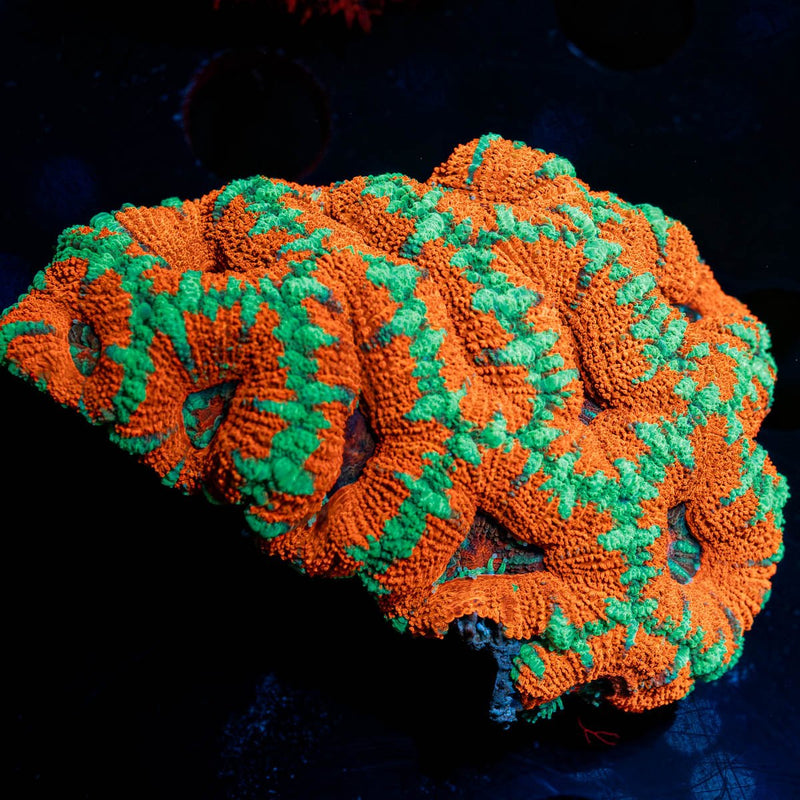 West Aussie Micromussa Mini Colony