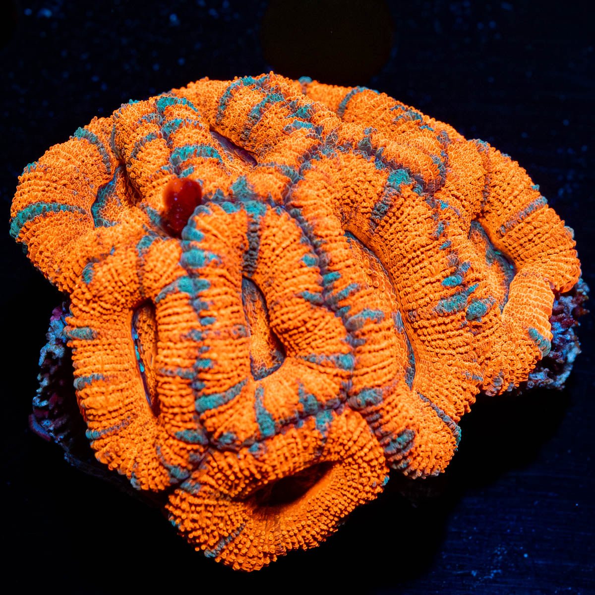 West Aussie Micromussa Mini Colony - riptide aquaculture llc