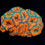 West Aussie Micromussa Mini Colony - riptide aquaculture llc