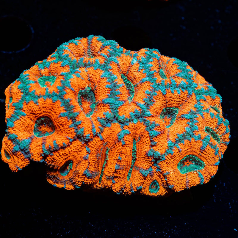 West Aussie Micromussa Mini Colony