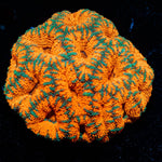 West Aussie Micromussa Mini Colony - riptide aquaculture llc