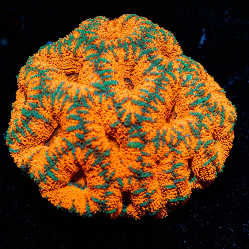 West Aussie Micromussa Mini Colony