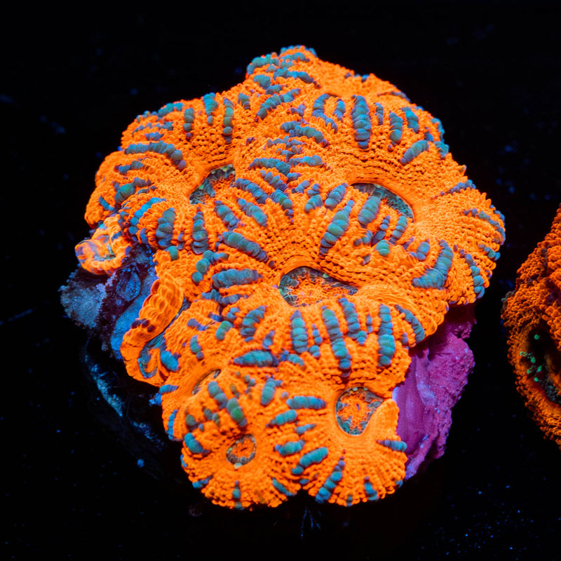 West Aussie Micromussa Mini Colony