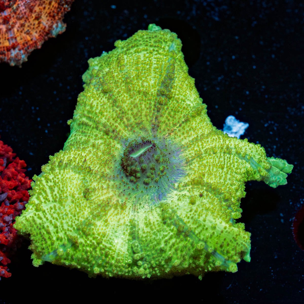 Green Neglecta Umbrella Mushroom - riptide aquaculture llc