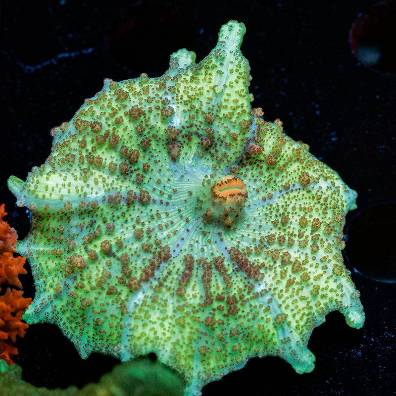 Green Neglecta Umbrella Mushroom
