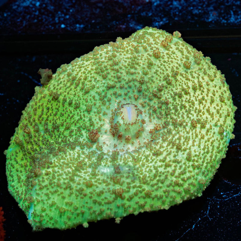 Green Neglecta Umbrella Mushroom