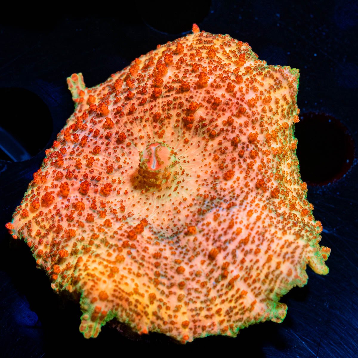 Metallic Peach Neglecta Umbrella Mushroom - riptide aquaculture llc