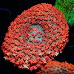 Red St.Thomas Mushroom - riptide aquaculture llc