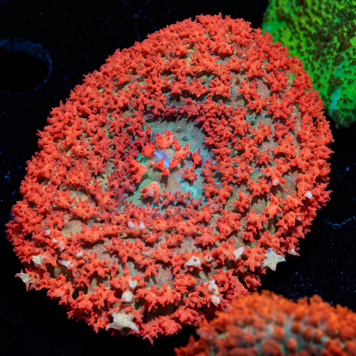 Red St.Thomas Mushroom - riptide aquaculture llc