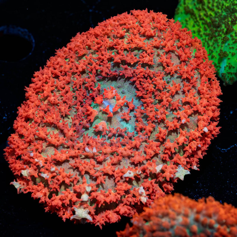 Red St.Thomas Mushroom