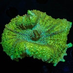 Green Neglecta Umbrella Mushroom - riptide aquaculture llc