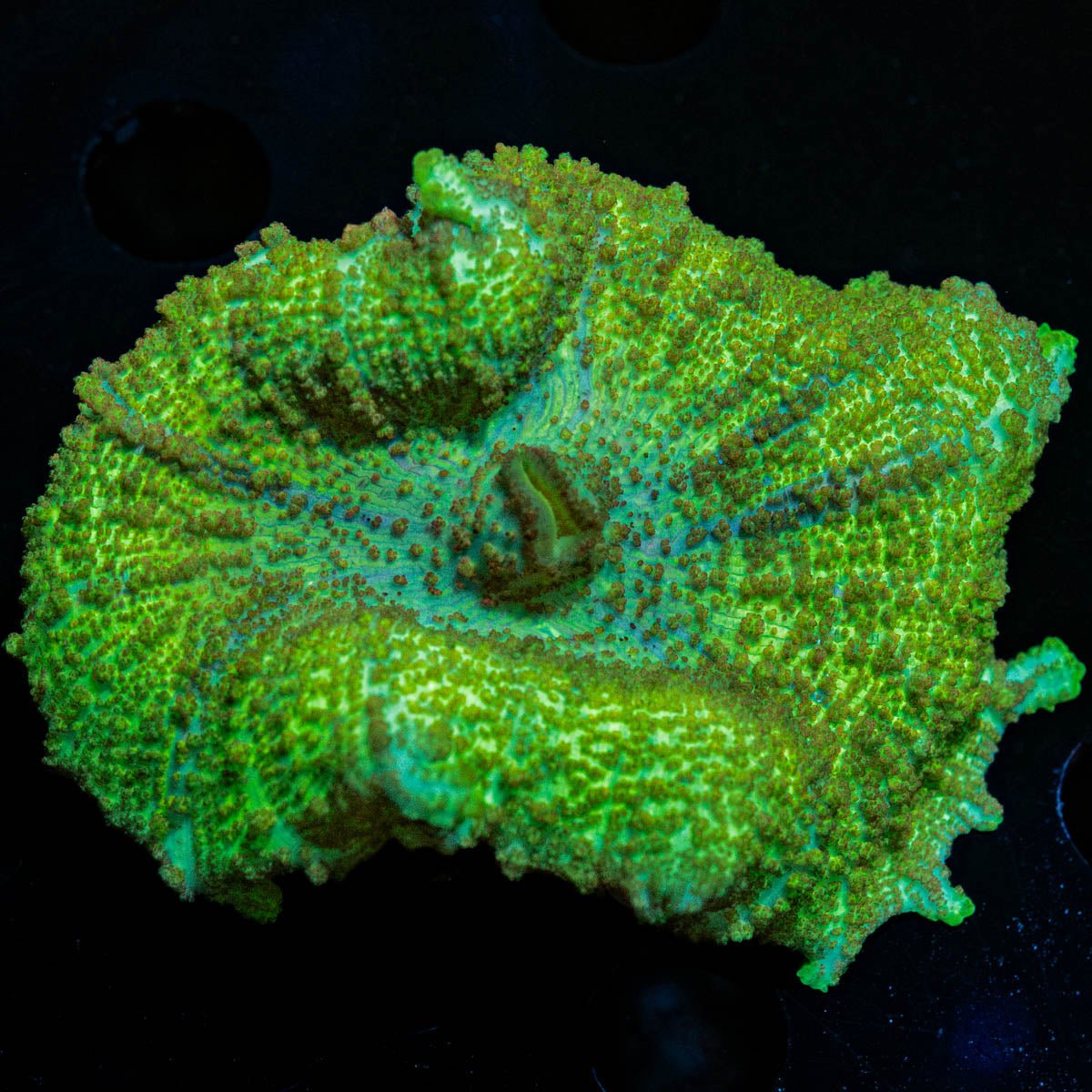 Green Neglecta Umbrella Mushroom - riptide aquaculture llc