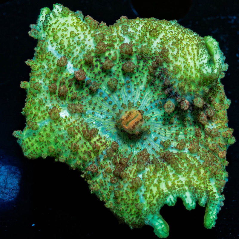 Green Neglecta Umbrella Mushroom