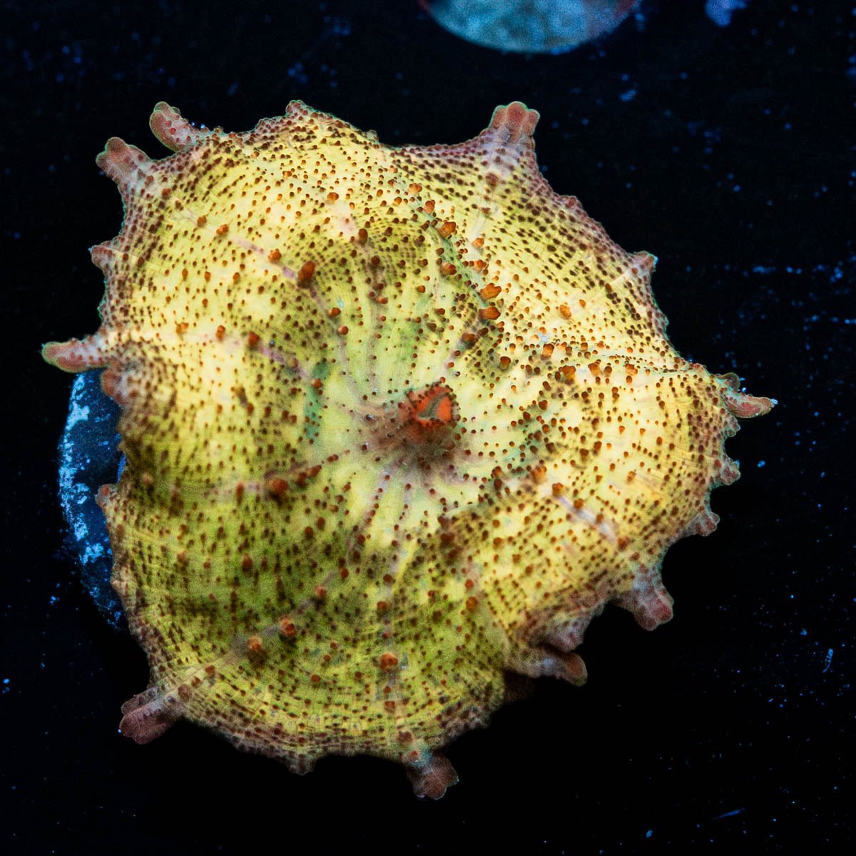 Metallic Neglecta Umbrella Mushroom - riptide aquaculture llc