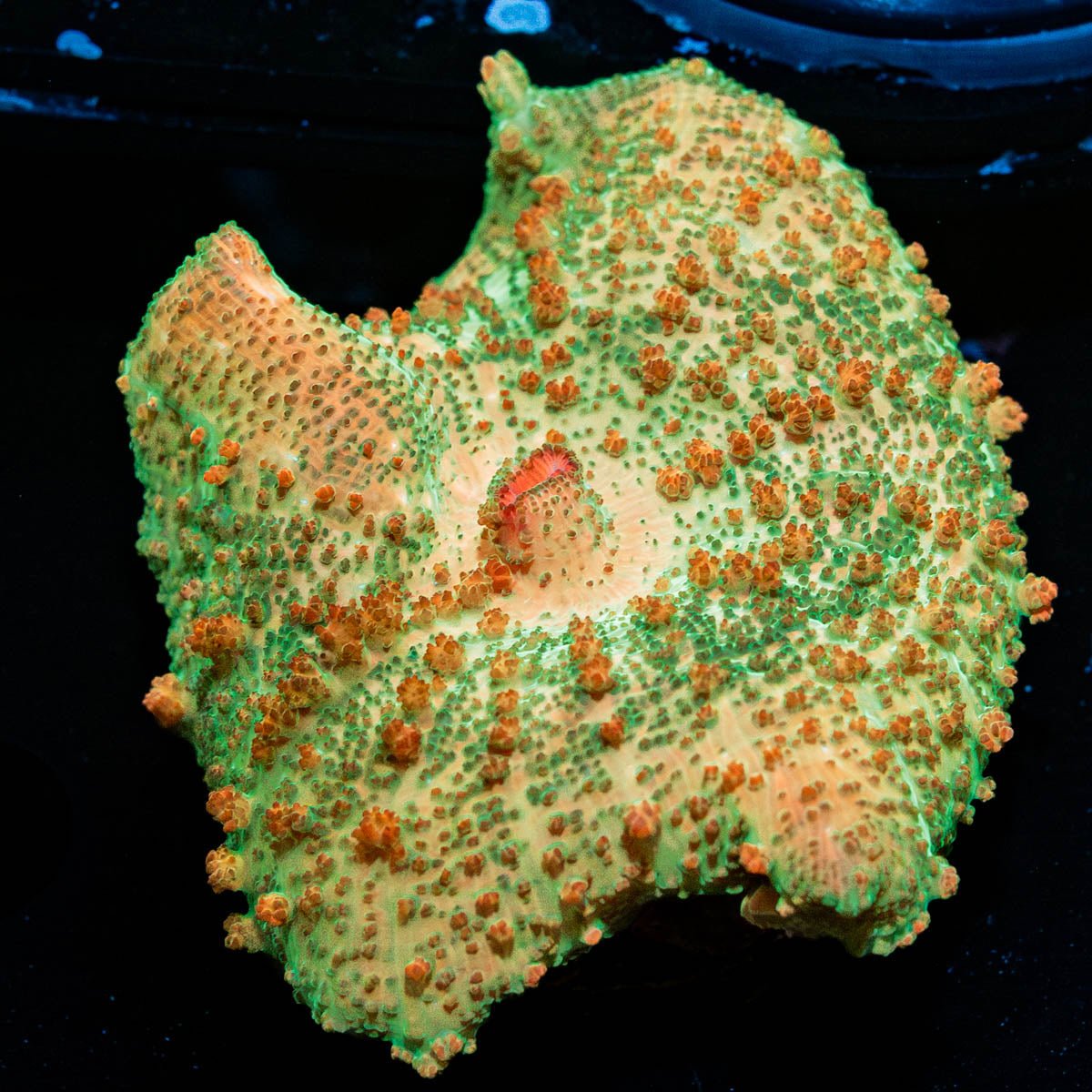 Metallic Neglecta Umbrella Mushroom - riptide aquaculture llc