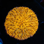 Orange Plate Fungia - riptide aquaculture llc