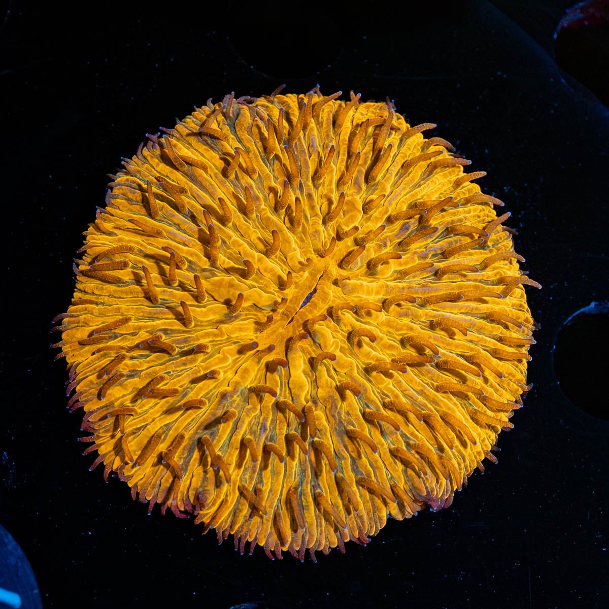 Orange Plate Fungia - riptide aquaculture llc