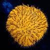 Orange Plate Fungia - riptide aquaculture llc