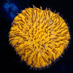 Orange Plate Fungia - riptide aquaculture llc