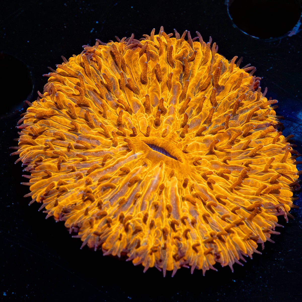 Orange Plate Fungia - riptide aquaculture llc