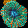 Rainbow Indophyllia - riptide aquaculture llc