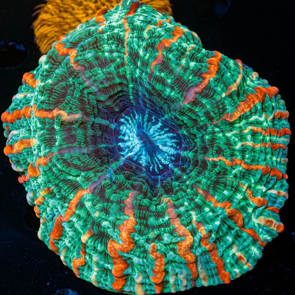 Rainbow Indophyllia - riptide aquaculture llc
