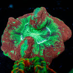 Ultra Rainbow Trachyphyllia - riptide aquaculture llc