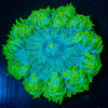Ultra Rock Flower Anemone - riptide aquaculture llc