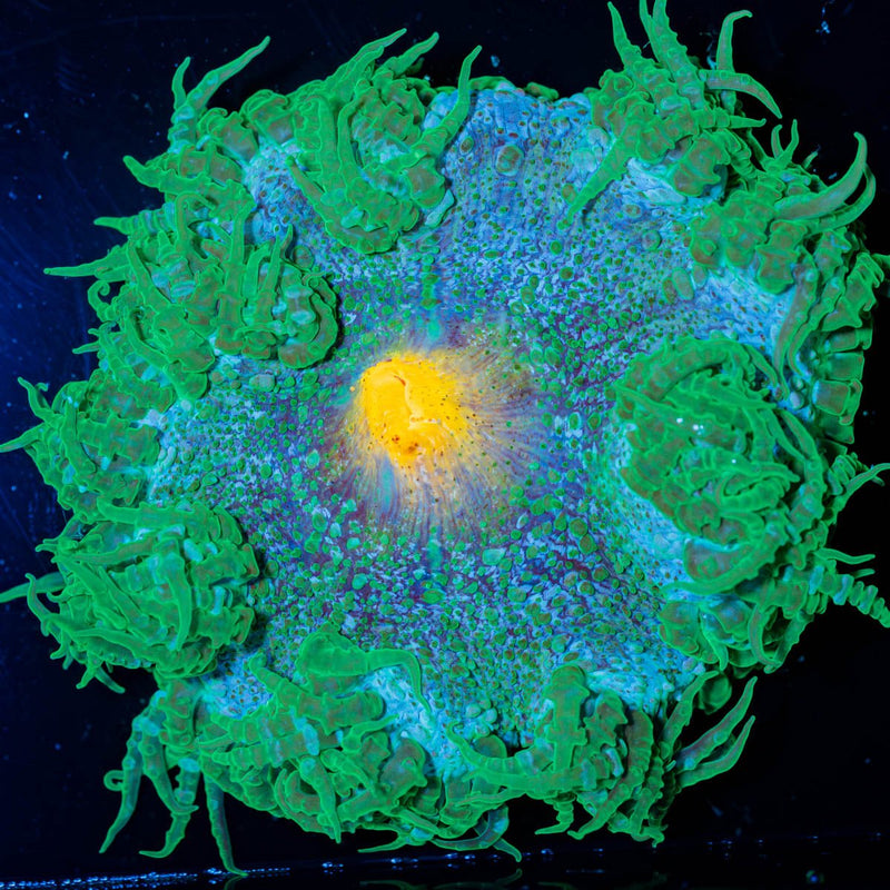 Ultra Rock Flower Anemone