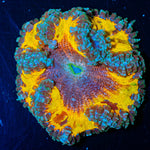 Ultra Rock Flower Anemone - riptide aquaculture llc