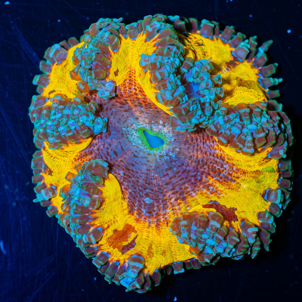 Ultra Rock Flower Anemone - riptide aquaculture llc