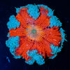 Ultra Rock Flower Anemone - riptide aquaculture llc