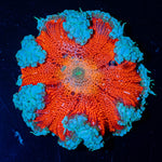 Ultra Rock Flower Anemone - riptide aquaculture llc