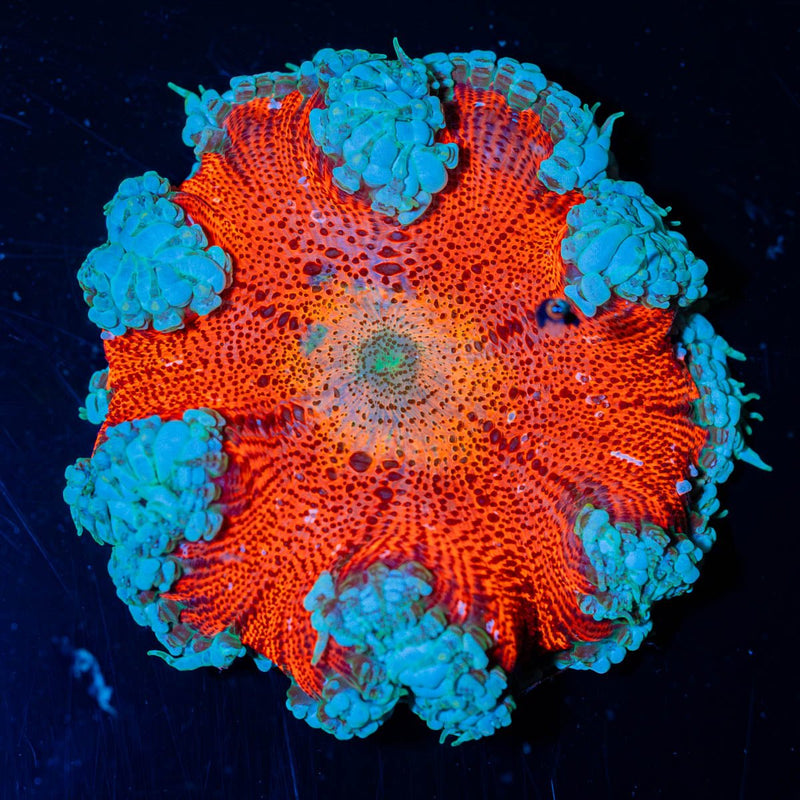 Ultra Rock Flower Anemone