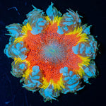Ultra Rock Flower Anemone - riptide aquaculture llc