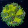 Ultra Rock Flower Anemone - riptide aquaculture llc