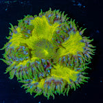 Ultra Rock Flower Anemone - riptide aquaculture llc