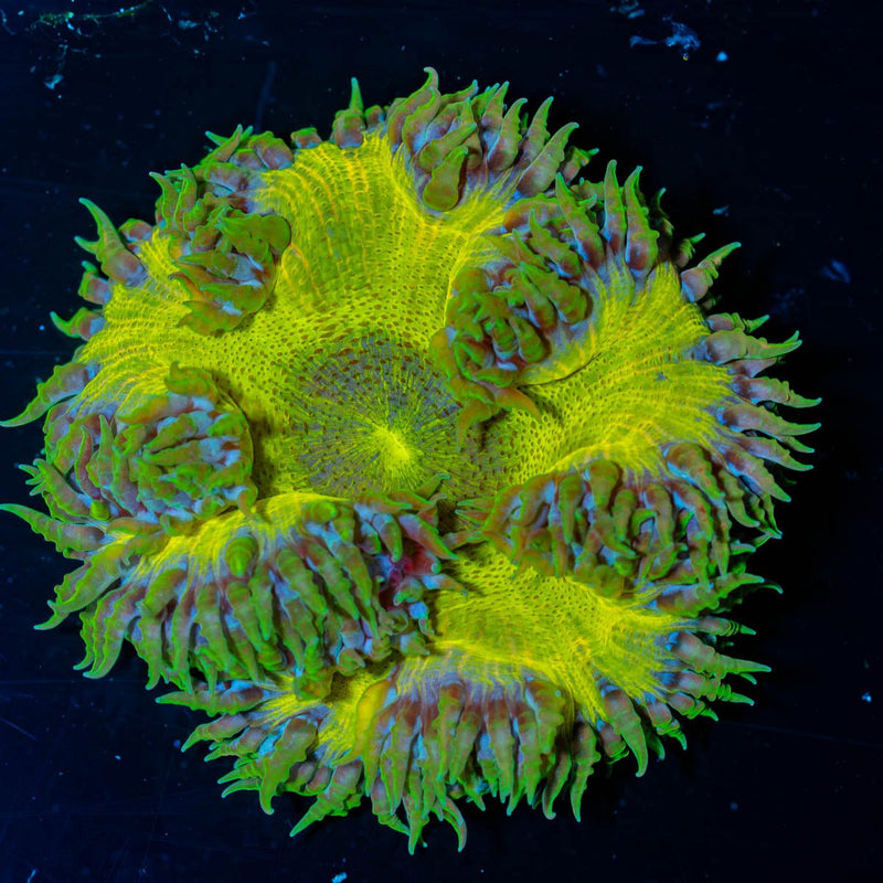 Ultra Rock Flower Anemone