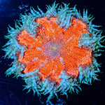 Ultra Rock Flower Anemone - riptide aquaculture llc