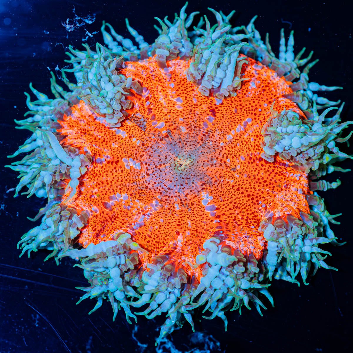 Ultra Rock Flower Anemone - riptide aquaculture llc