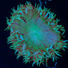 Ultra Rock Flower Anemone - riptide aquaculture llc