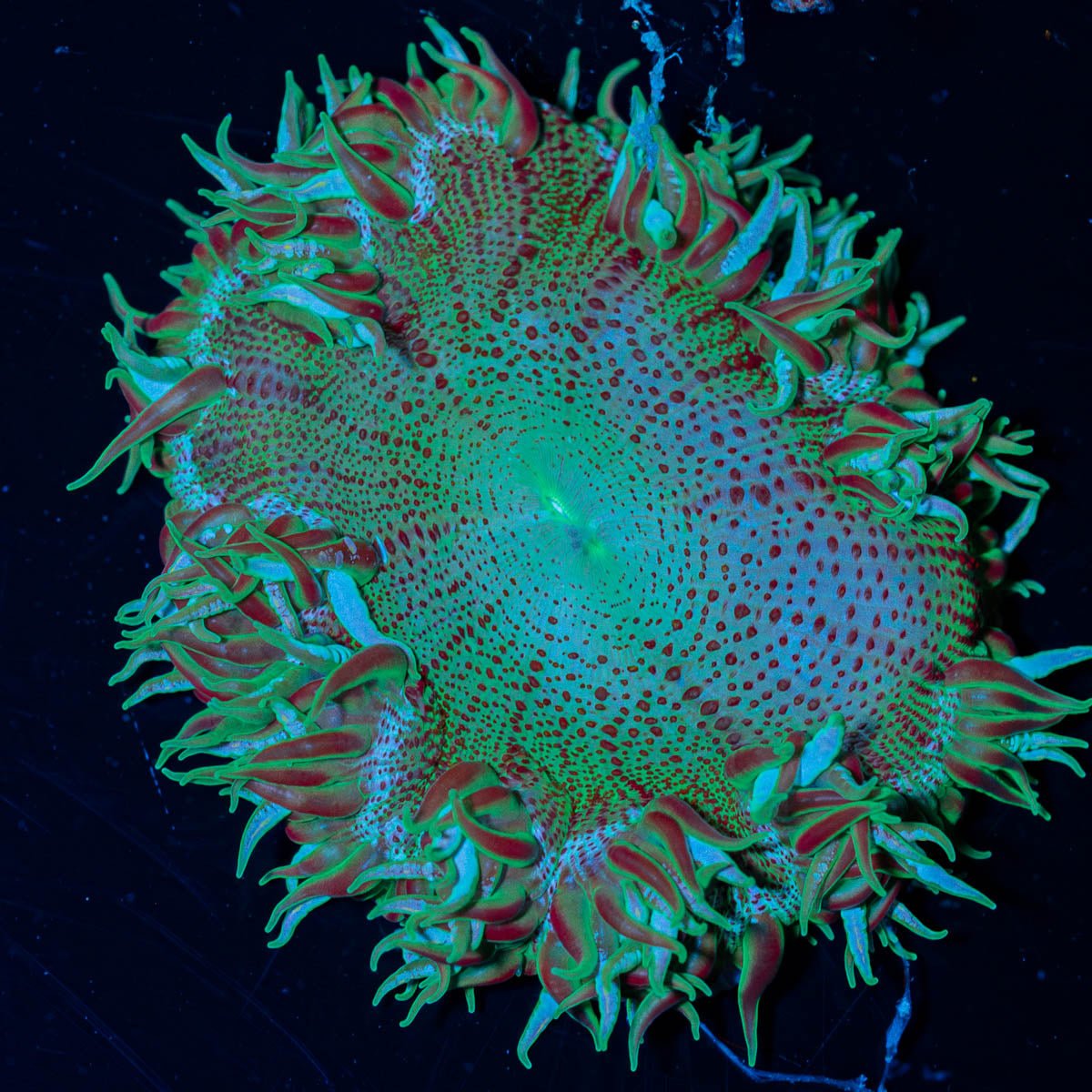 Ultra Rock Flower Anemone - riptide aquaculture llc