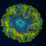 Ultra Rock Flower Anemone - riptide aquaculture llc